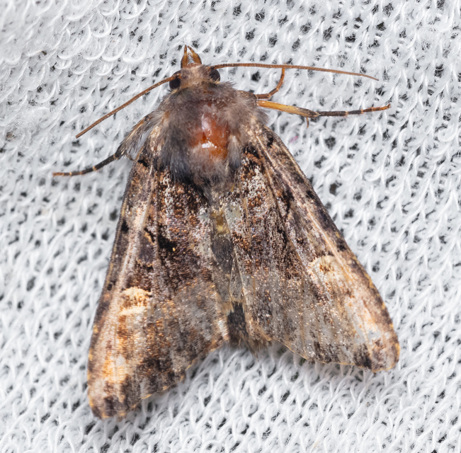 Euplexia lucipara - szeder-csipkésbagoly
