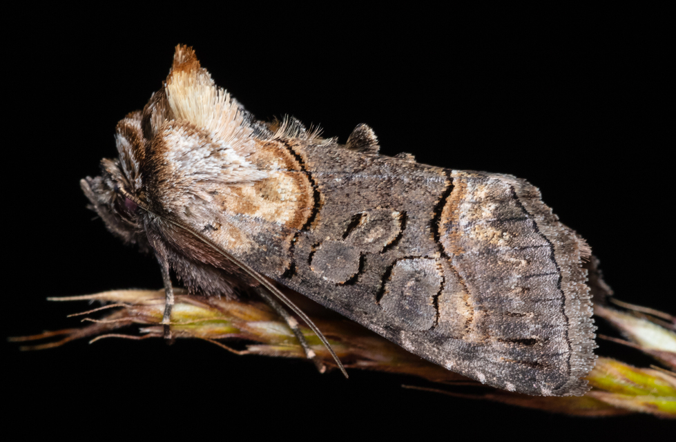 Abrostola asclepiadis - barnaövű csalánbagoly