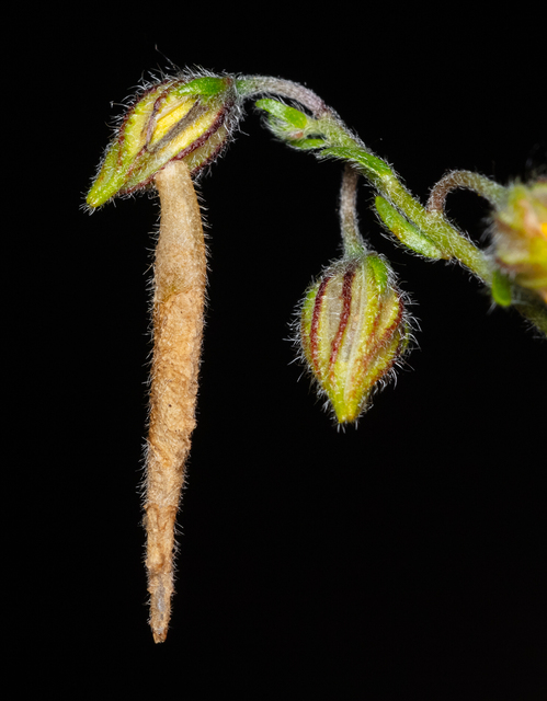 Coleophora ochrea - ezüstcsíkos zsákosmoly