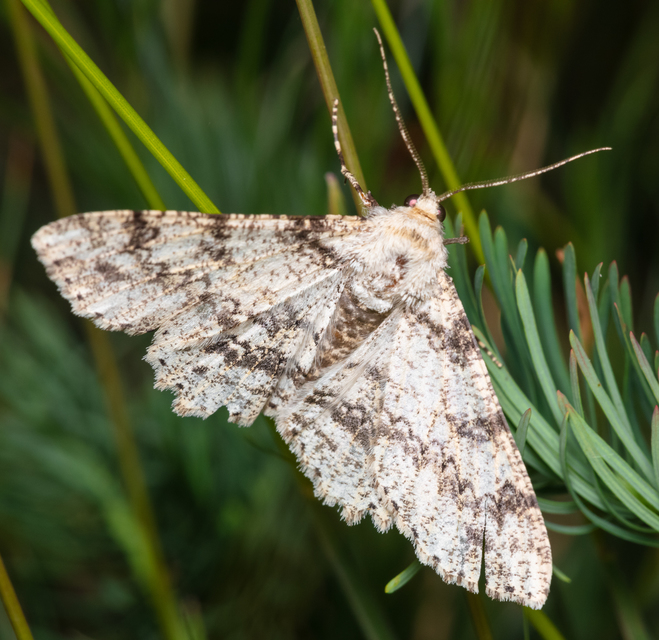 Ascotis selenaria - holdas faaraszoló