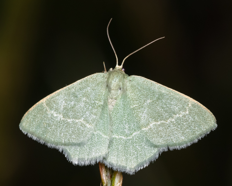 Chlorissa viridata - üdezöld araszoló