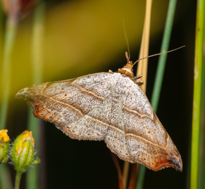 Laspeyria flexula - zuzmóbagoly