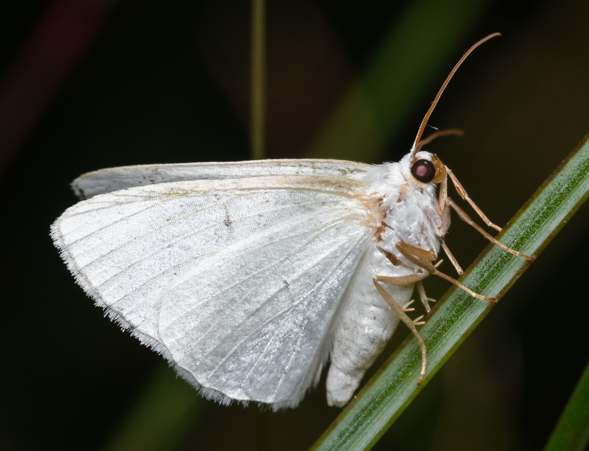 Lomographa temerata - foltos fehéraraszoló