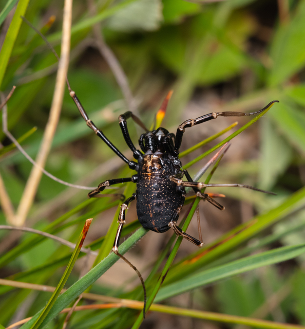 Egaenus convexus