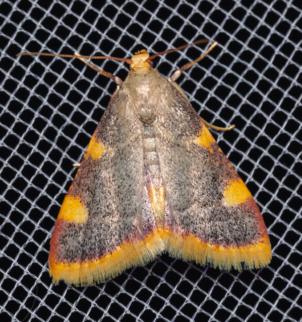Hypsopygia costalis - szénailonca