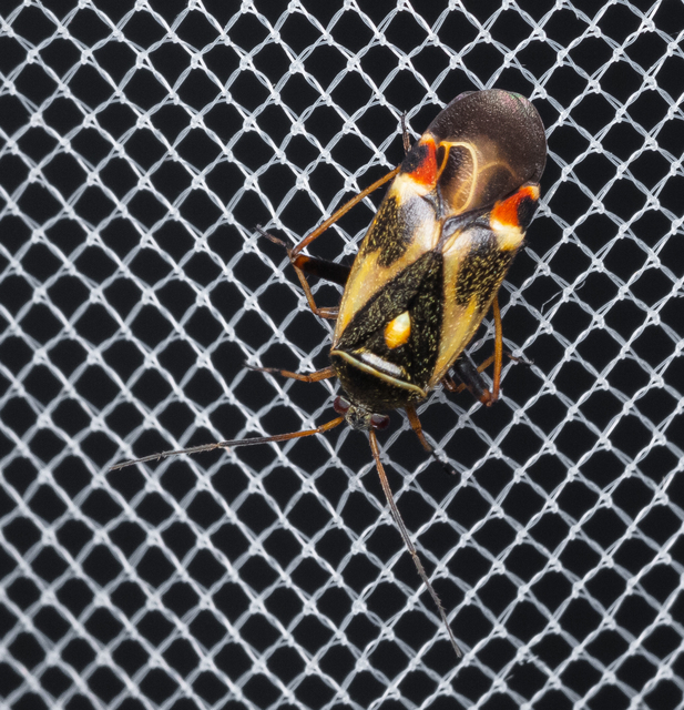 Heteroptera - Poloskák