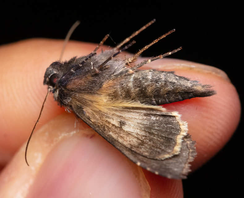 Abrostola asclepiadis - barnaövű csalánbagoly