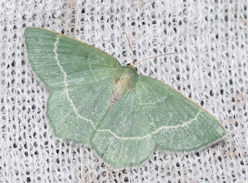 Chlorissa cloraria - sárgászöld araszoló