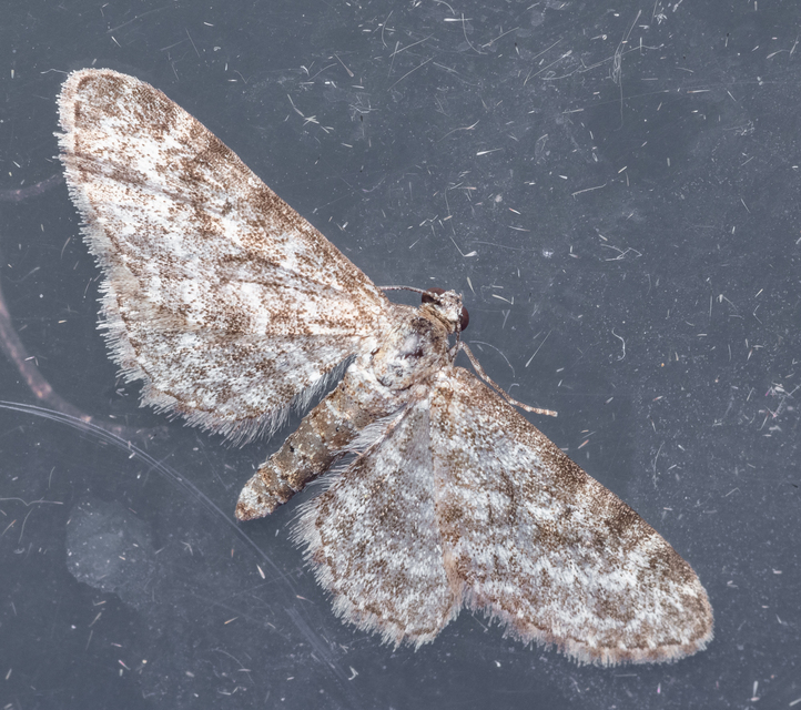 Eupithecia graphata - hangyabogáncs-törpearaszoló