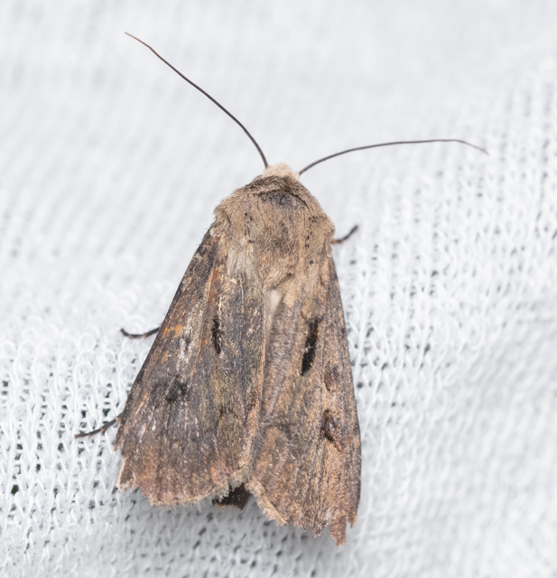 Agrotis exclamationis - felkiáltójeles földibagoly