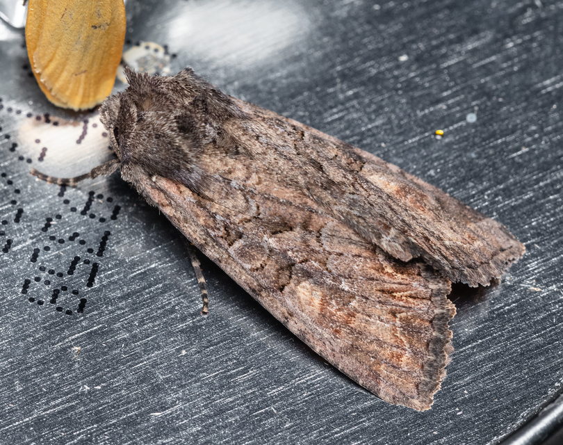 Lacanobia amurensis - homoki kertibagoly