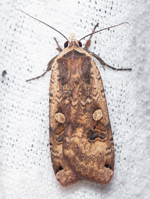 Noctua pronuba - nagy sárgafűbagoly