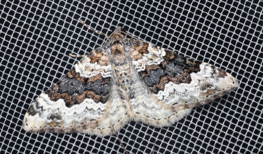 Epirrhoe galiata - sávos galajaraszoló