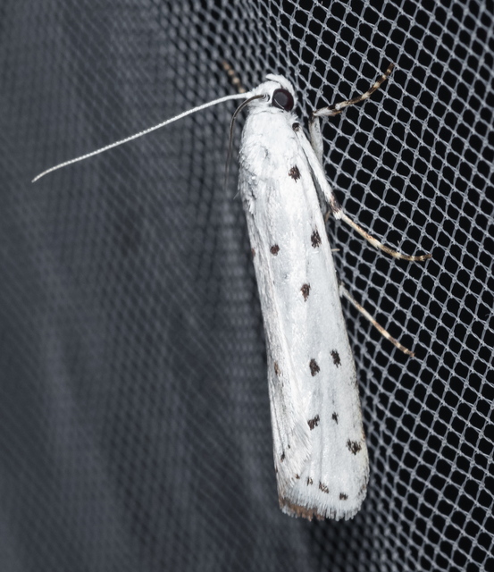 Myelois circumvoluta - pettyes karcsúmoly
