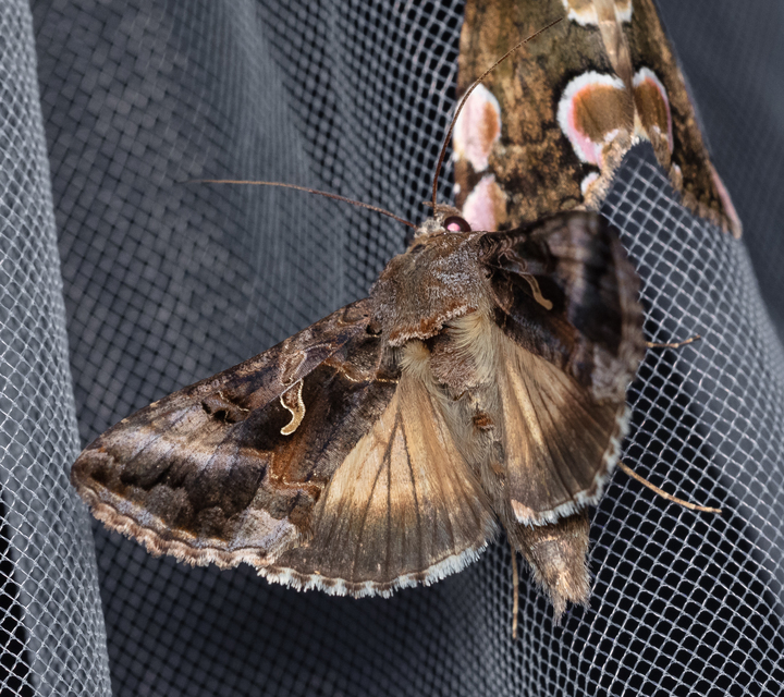 Autographa gamma - gammalepke
