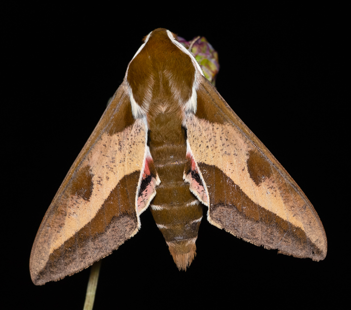 Hyles euphorbiae - kutyatejszender