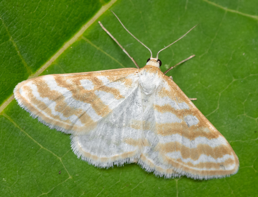 Idaea sericeata - selymes sávosaraszoló