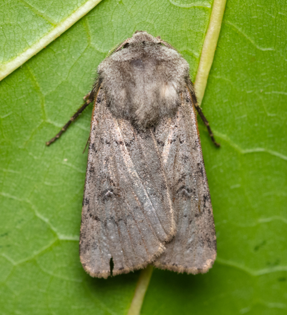 Agrotis cinerea - szürkés földibagoly