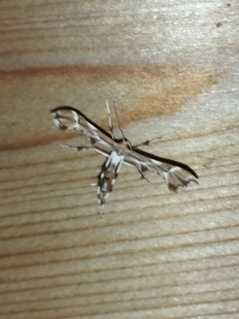 Cnaemidophorus rhododactyla - rózsabogyó-tollasmoly