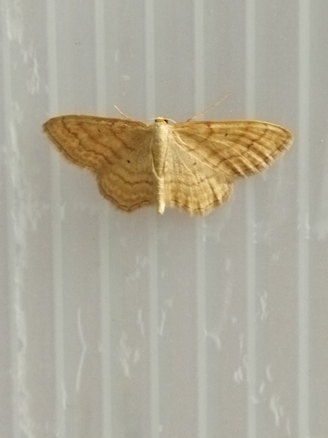 Idaea rufaria - vörhenyes sávosaraszoló