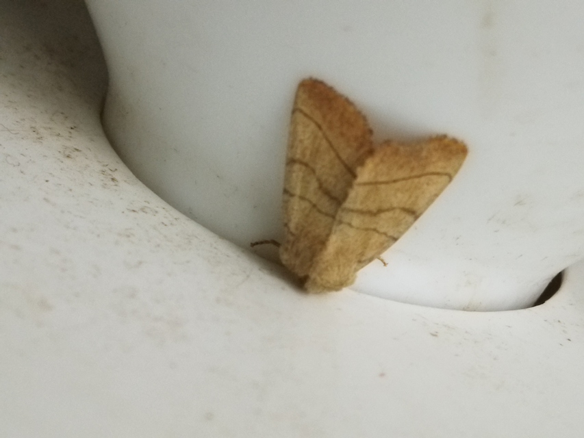 Charanyca trigrammica - háromsávos lombbagoly
