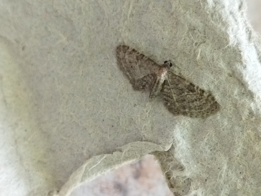 Eupithecia haworthiata - rozsdástestű törpearaszoló