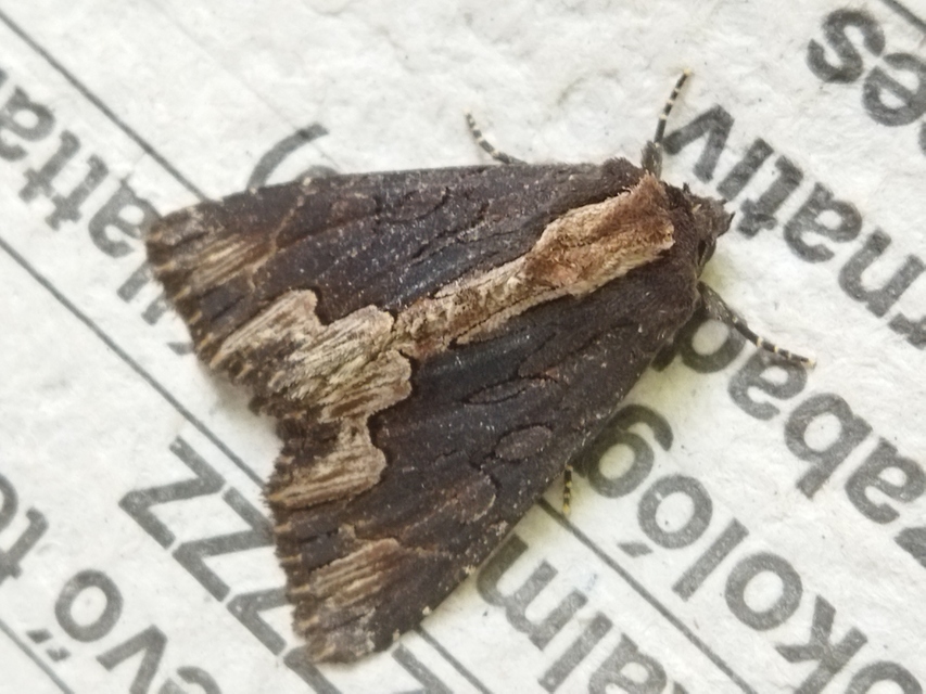 Dypterygia scabriuscula - szurokbarna nyáribagoly