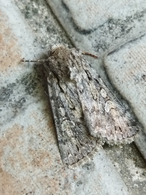 Dichagyris forcipula - szürkésbarna földibagoly