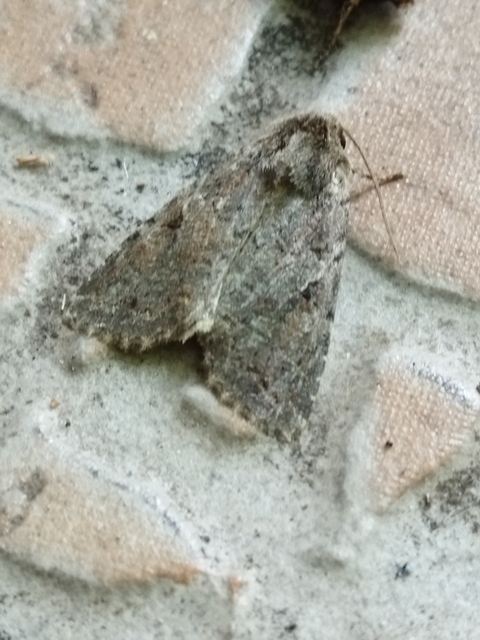 Apterogenum ypsillon - ipszilon-erdeibagoly