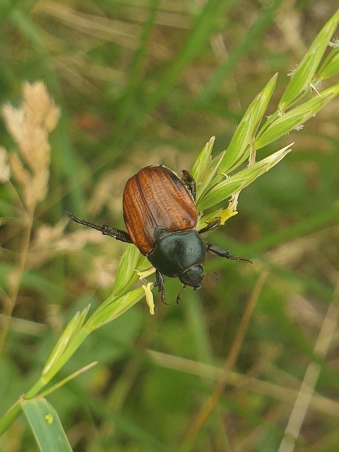 Anisoplia lata - széles szipoly Anisoplia lata - széles szipoly