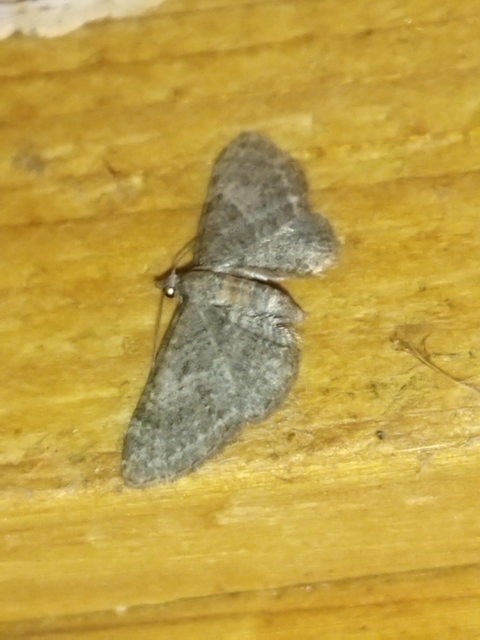Eupithecia haworthiata - rozsdástestű törpearaszoló