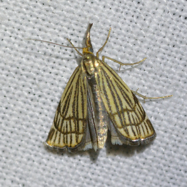 Chrysocramboides craterella - rácsos fűgyökérmoly