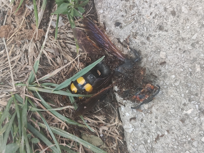 Megascolia maculata - óriás-tőrösdarázs