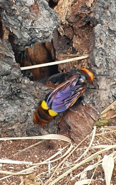 Megascolia maculata - óriás-tőrösdarázs