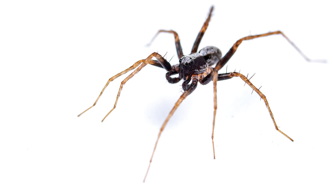 Pardosa alacris/lugubris