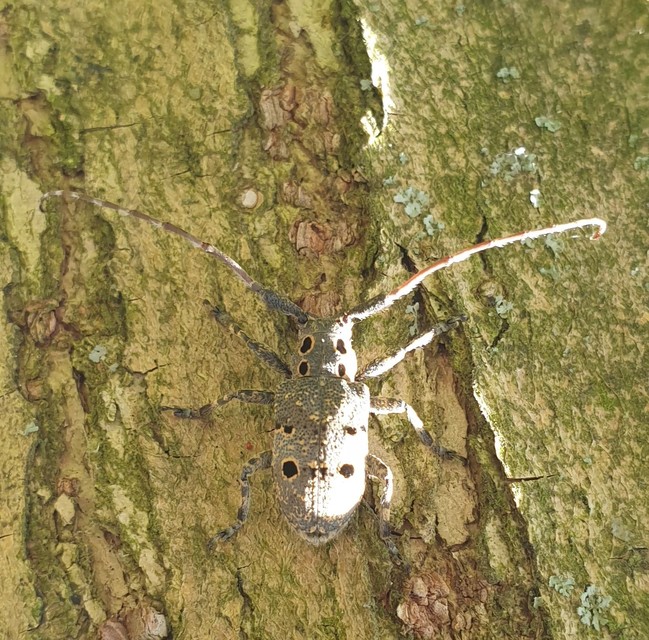 Mesosa curculionoides - szemfoltos cincér