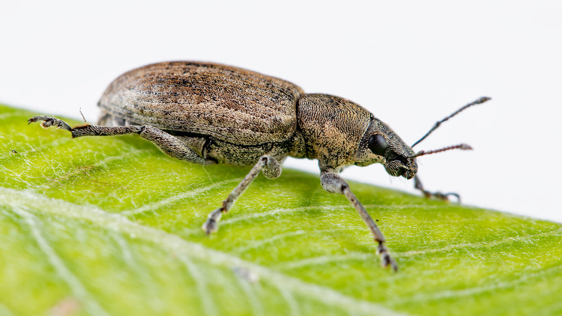 Tanymecus palliatus - közönséges hegyesfarúbarkó