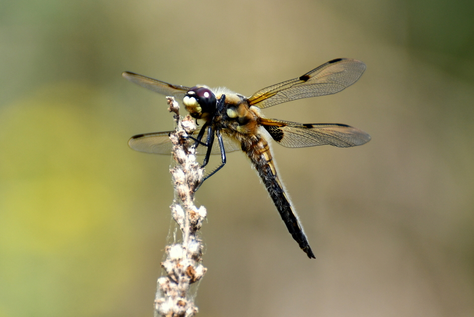 Libellula quadrimaculata - négyfoltos laposacsa