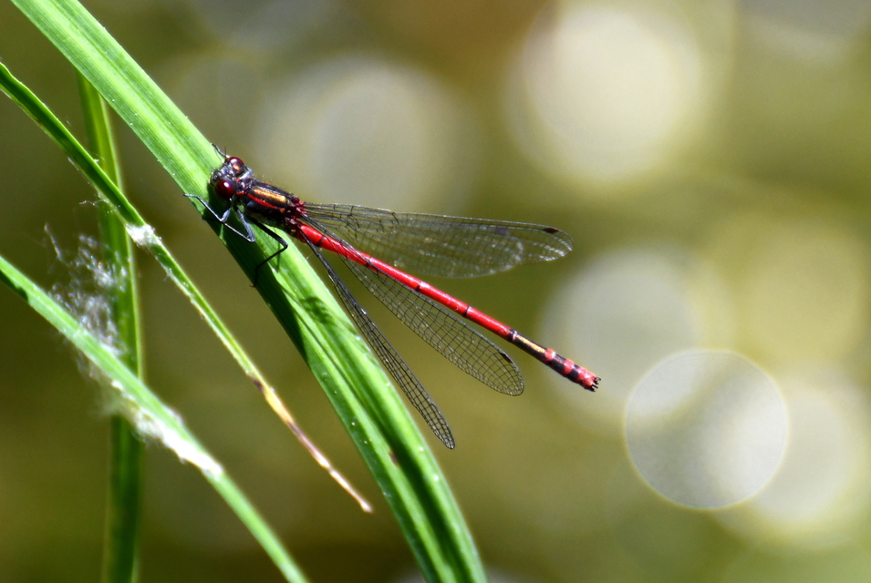 Pyrrhosoma nymphula interposita - vörös légivadász