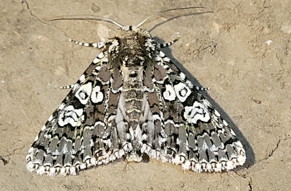 Lamprosticta culta - hármasfoltú bagoly