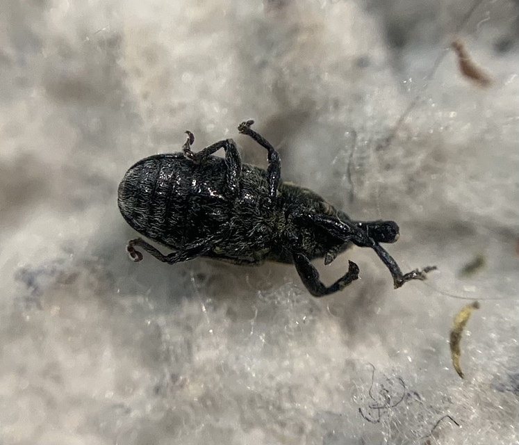 Larinus carlinae - foltos púderbarkó