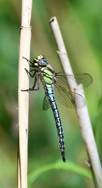 Brachytron pratense - szőrös karcsúacsa