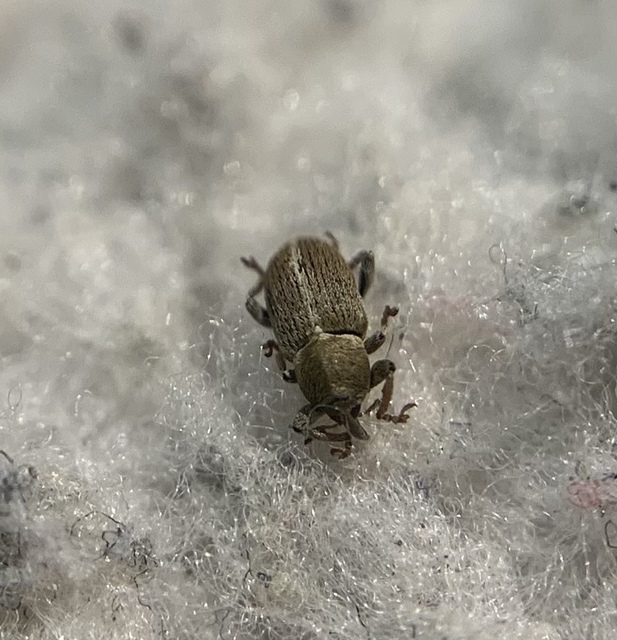Tychius meliloti - nagyfogú tímárormányos