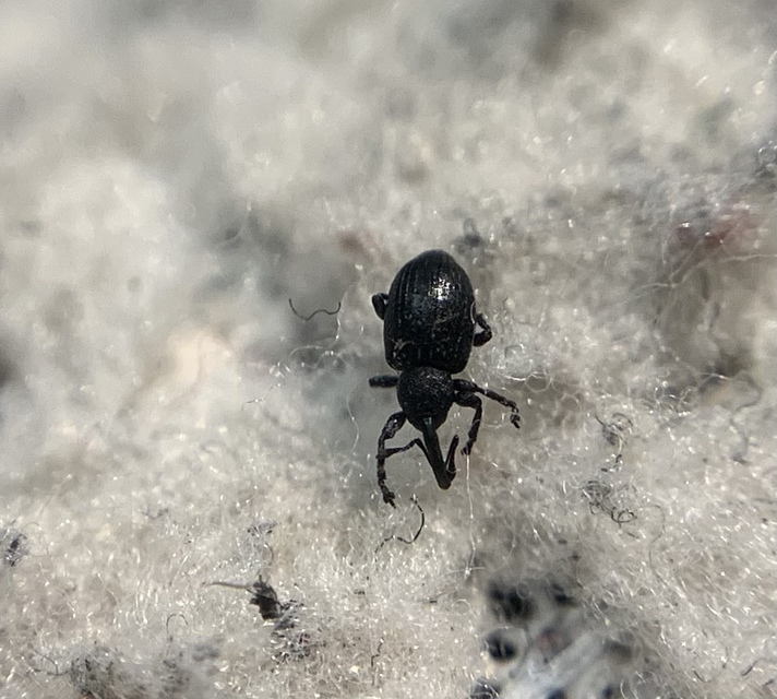 Smicronyx reichii - szemölcsös arankaormányos