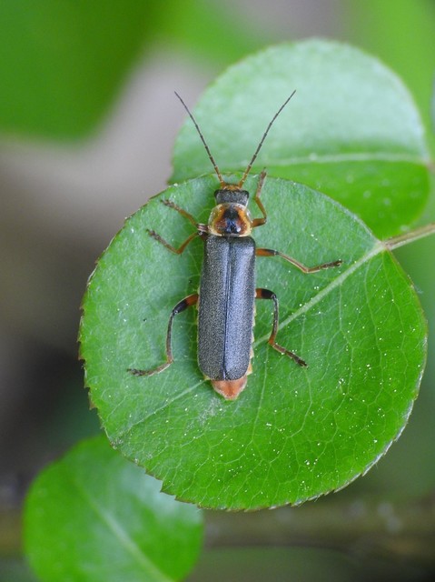Cantharis nigricans - feketéllő lágybogár