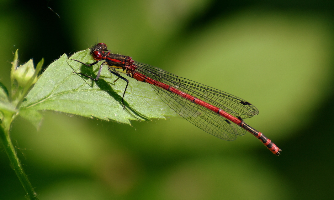 Pyrrhosoma nymphula interposita - vörös légivadász