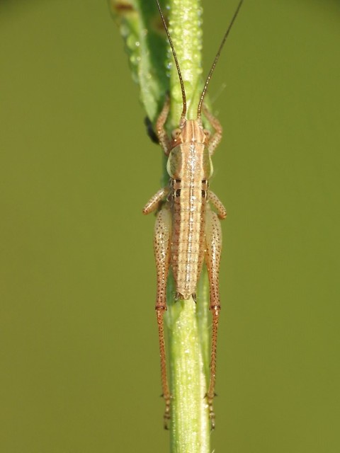 Roeseliana roeselii - Rösel-rétiszöcske