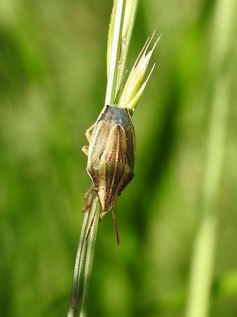 Aelia acuminata - közönséges szipolypoloska Aelia acuminata - közönséges szipolypoloska