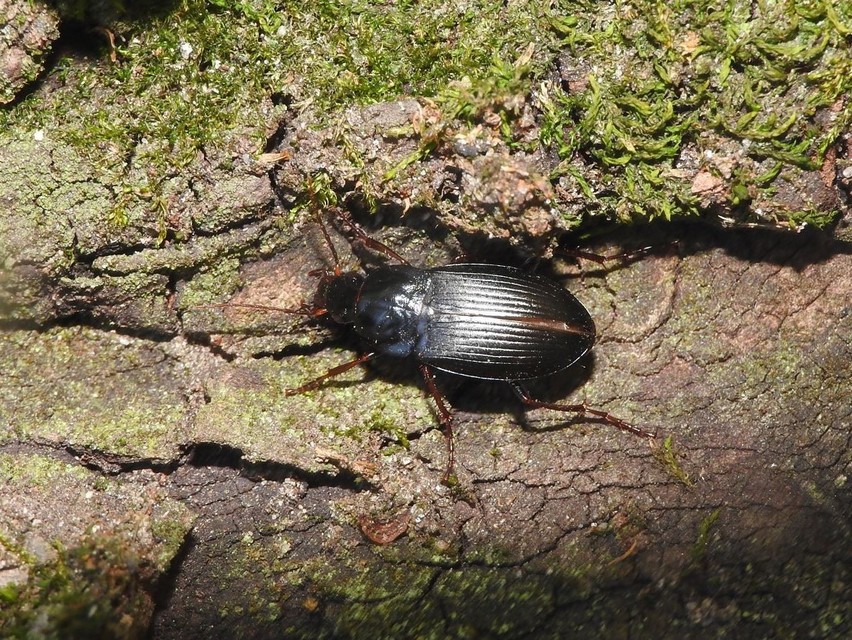 Calathus fuscipes - sokpontos tarfutó