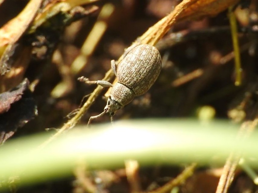 Peritelus familiaris - nagy kendermagbogár